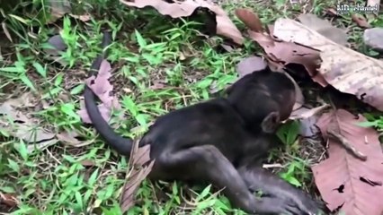 Elephant Of The God, Power Of Mother Animals - Wildebeest Protect Newborn From Cheetah Hunting