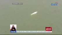 Beluga Whale na napadpad sa ilog, binabantayan ng mga rescuer | UB