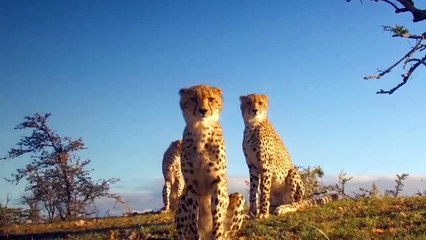 OMG! Chew The Cheetah's Head,  Angry Mother Warthog Killed Cheetah To Save Her Baby