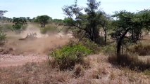 Rhino Bravely Attacks Herd Lion To Rescue Zebra - Lion vs Zebra, Rhino