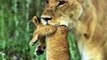 Cheetah Wanted Eat Baby Impala But Failed and Was Knocked Down by Lion King   Lion vs Buffalo