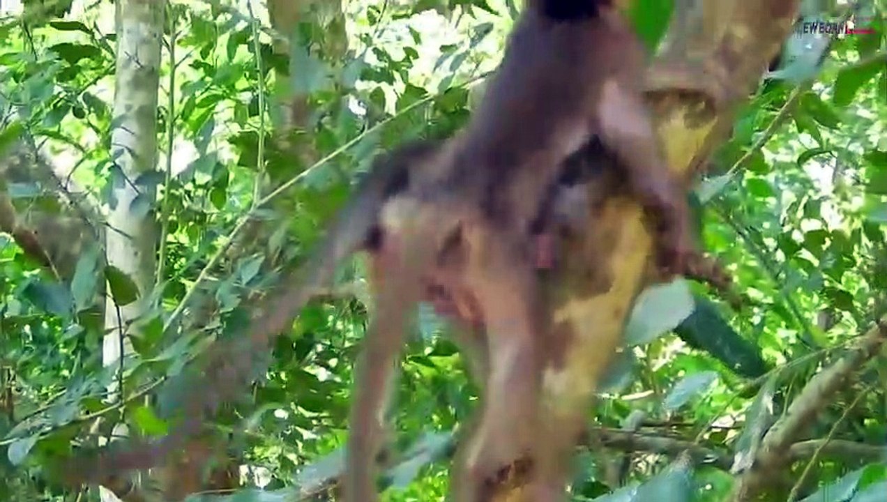 Fatal Mistake When Leopard Despises The Power Of Monkey   Lion, Cheetah, Crocodile, Hippo, Buffalo