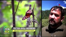 Alertan sobre la disminución del hábitat de la mariposa monarca