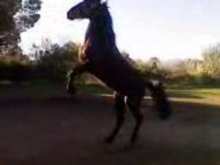 Neptune qui cabre sur demande !