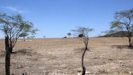 Download Video: Em Cajazeiras, ativista alerta para mudanças climáticas que aceleram processo de desertificação