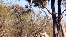 Weird...Gorilla Herd Rescue Impala Success From Leopard Ambush From Tall Tree - Cheetah vs Baboon