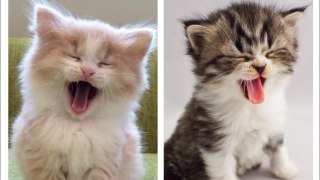 Funniest Cats - Don't try to hold back Laughter #6