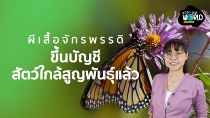 ผีเสื้อจักรพรรดิกำลังสูญพันธุ์ เกิดอะไรขึ้น? | KEEP THE WORLD | SPRiNG