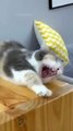 Baby Cats - Cute and Funny Cat Videos Compilation #65 #cat #cutecat #funnycat #animals #ctavideo
