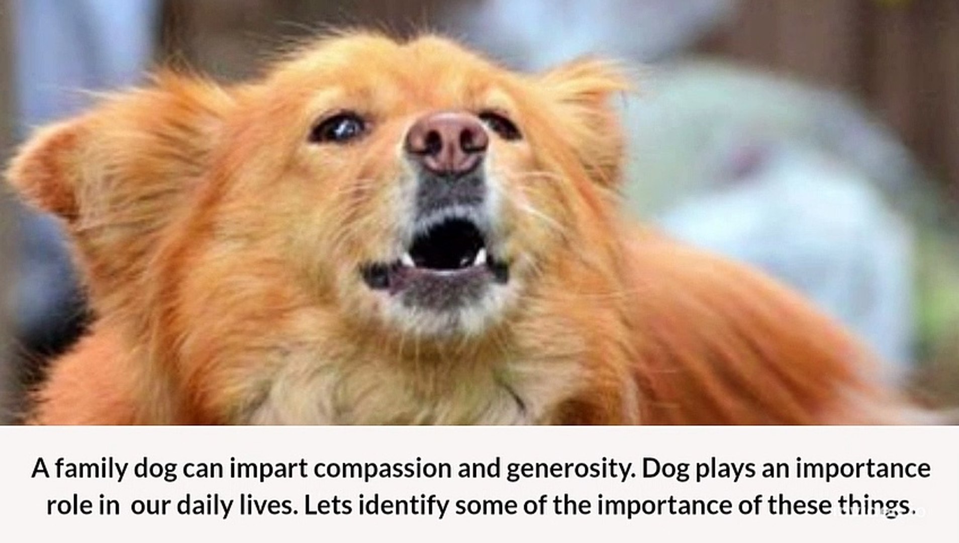 ⁣DOGS AND THEIR VALUES IN OUR LIVES