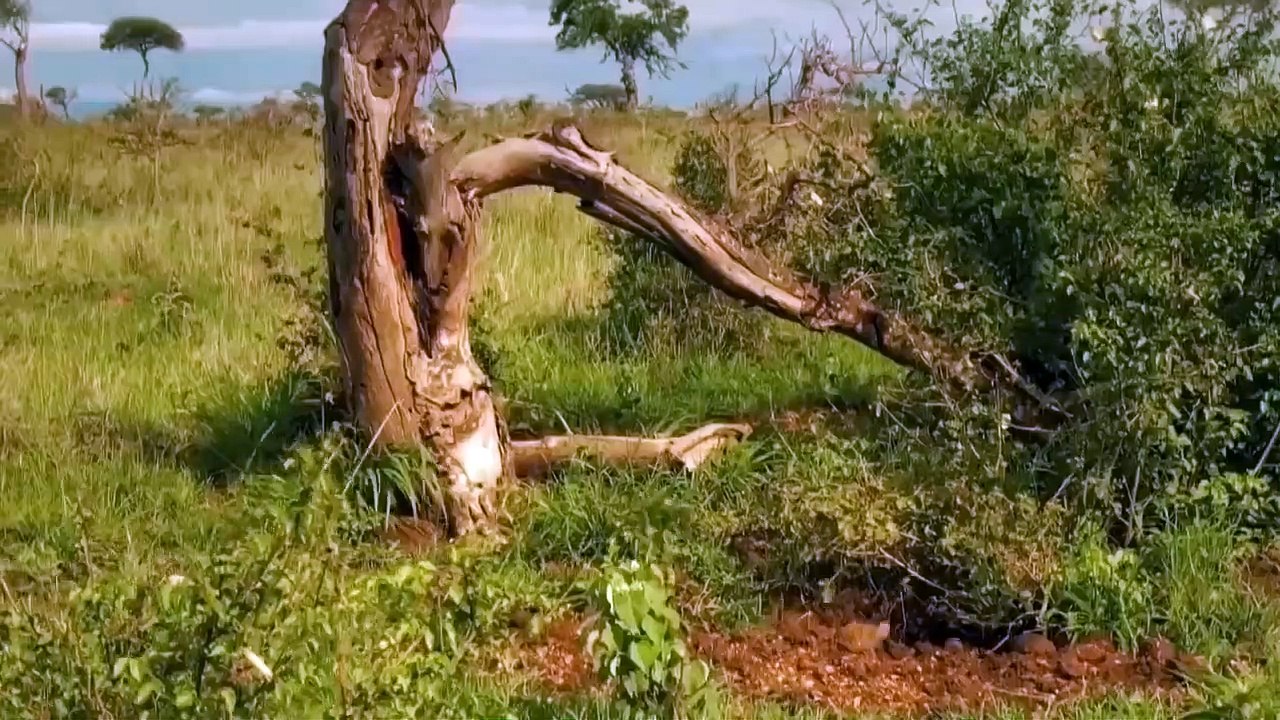 OMG! Chew The Cheetah's Head, Mother Warthog Take Down Cheetah To Save Her Baby - Wolf vs Bear