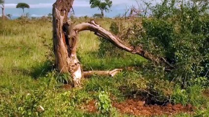OMG! Chew The Cheetah's Head, Mother Warthog Take Down Cheetah To Save Her Baby - Wolf vs Bear