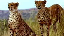 Brave Gemsbok Knock Down Cheetah With Their Horns to Save Baby Gemsbok - Cheetah vs Rabbit, Gemsbok