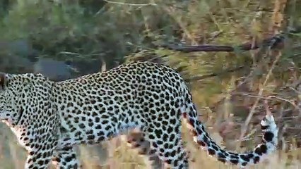 Porcupine Too Danger! Lion, Leopard and Python Risked Their Lives When Hunting Porcupine, Massai