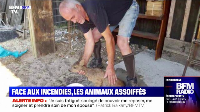 À La Teste-de-Buch, des bénévoles viennent en aide aux animaux, dans la forêt dévastée par les incendies