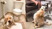 Funny and Cute golden retriever Puppies Compilation #6 - Cutest Golden Puppies