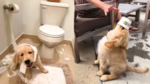 Funny and Cute golden retriever Puppies Compilation #6 - Cutest Golden Puppies