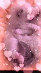 Baby cats Cute And Funny Baby cats  Videos Compilation #Animals World Pro