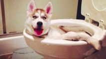 Funny and Cute Husky Puppies Compilation #6 - Cutest Husky