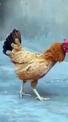 Chicken  VS Cat  Fighting Moments