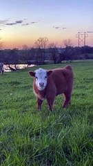 Cute cat video share this video's Cute animal