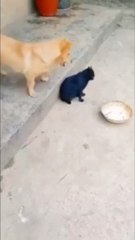 Dog  VS  Cat Funny Moments/Dog  VS Cat  Funny Video