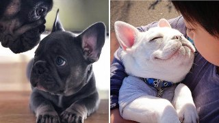 FRENCH BULLDOG | Cute and Funny French Bulldogs doing funny things # 6