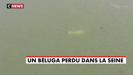 «L’animal aquatique inhabituel» repéré dans la Seine serait un beluga