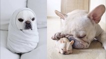 Funny and Cute French Bulldog Puppies Compilation #6 - Cutest French Bulldog