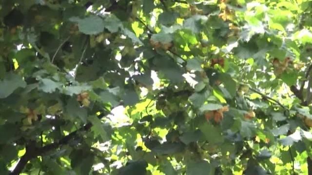 Trabzon haberi: Trabzonlular, Fındıkta 54 Lira Taban Fiyatı Değerlendirdi: 70 Liradan Aşağıda Olmaması Lazım