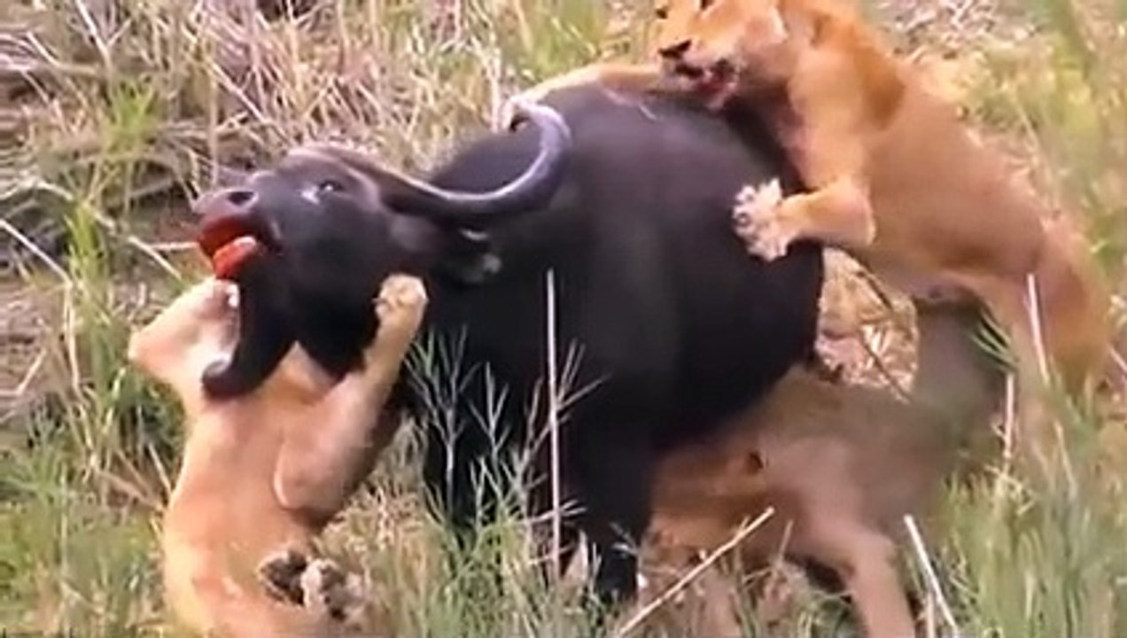 Most Amazing Moments Of Wild Animal 2022 - Wild Discovery Animals Part2 ( 240 X 426 )