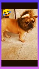 Animal Funny video-पशु अजीब वीडियो/فيديو مضحك الحيوان