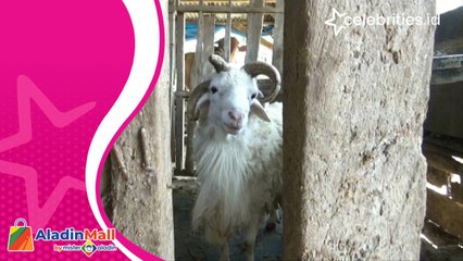 Unik, Domba Bertanduk Empat Ditawar seharga Rp5 Juta