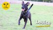 Dogs Trust Leeds is trying to find Louise a home
