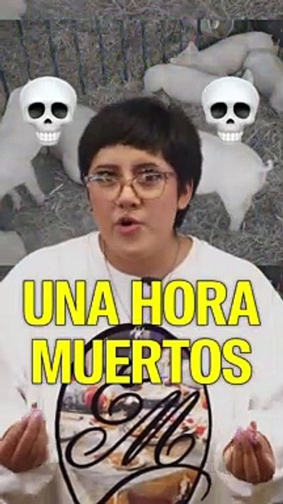 Científicos revivieron células de cerdos que llevaban una hora muertoscerditos