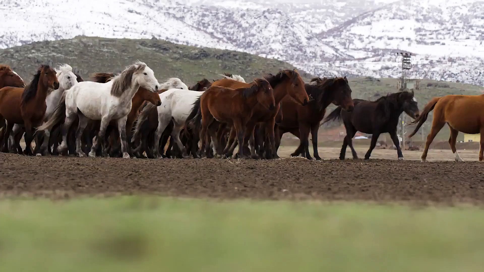 ⁣Horses in the mountains