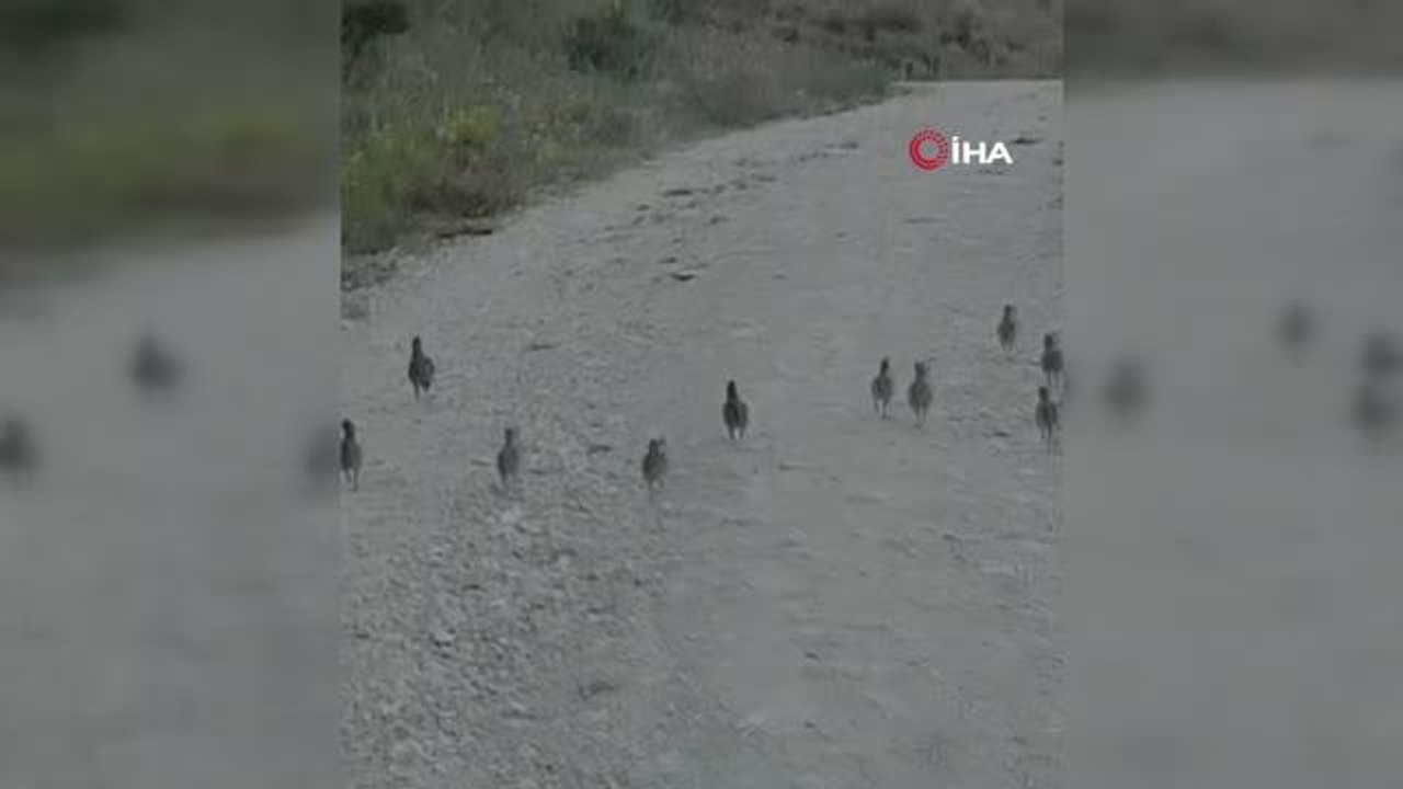 Çil Keklik sürüsü böyle görüntülendi