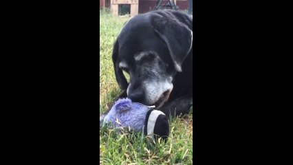 Cute Dogs Video Compilation #dogs#cutedog#pets