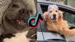 Funny Dogs of TikTok | Animal Video Compilation #6
