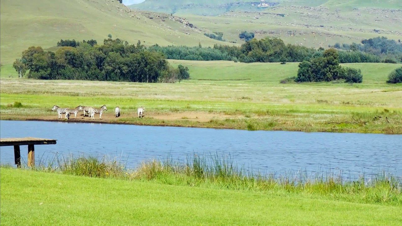 Bò và ngựa thong thả trên thảo nguyên thanh bình