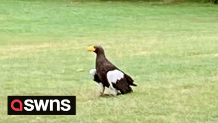 Runaway eagle spotted on golf course after escaping from Warwick Castle