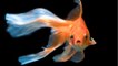 Quelle est la durée de vie d’un poisson rouge ?