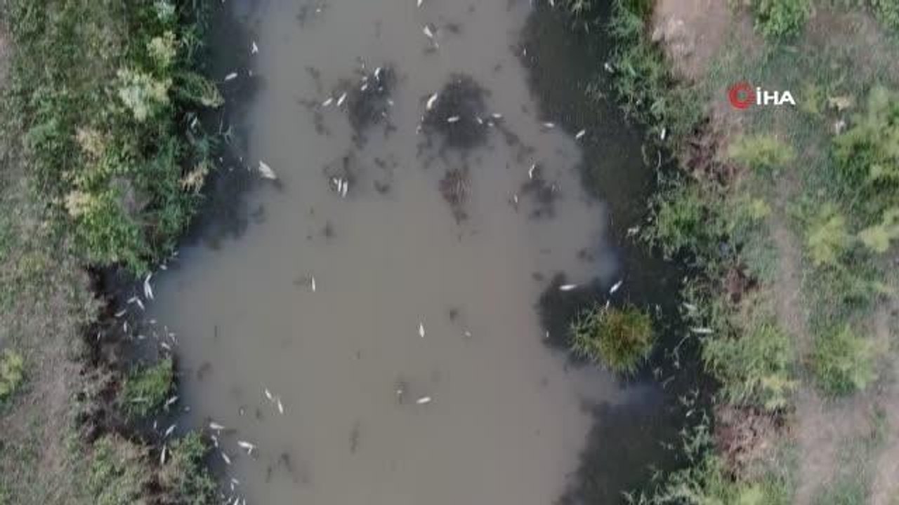 Kızılırmak'ta yaşanan toplu balık ölümlerinin sebebi belli oldu: Kavurucu sıcaklar ve kuraklık sudaki oksijen seviyesini azalttı