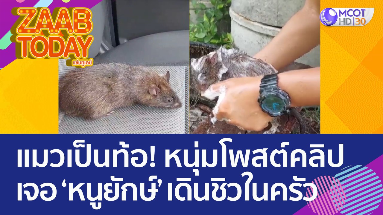 แมวเป็นท้อ! หนุ่มโพสต์คลิป เจอ ‘หนูยักษ์’ เดินช...