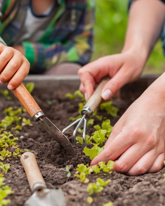 Sans eau, ce maraîcher réussit pourtant à produire des légumes - F
