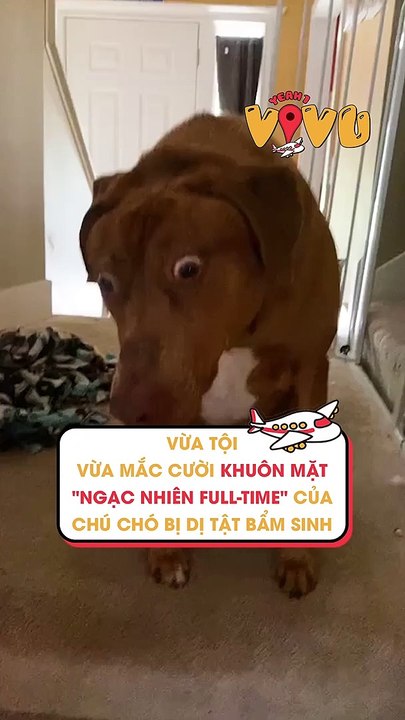 Vừa tội vừa mắc cười khuôn mặt ngạc nhiên full-time của chú chó bị dị tật bẩm sinh