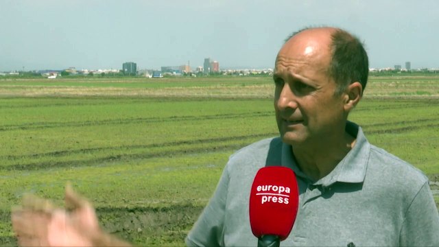 Un método biológico frena la plaga de un insecto dañino para los cultivos de arroceros en Valencia