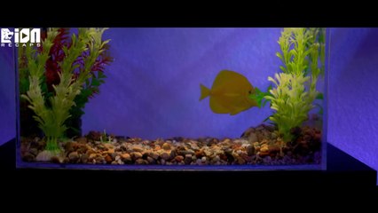 A Man Obsessed With Dogfighting Turns Into The Prey Of A Huge Dog Seeking Revenge