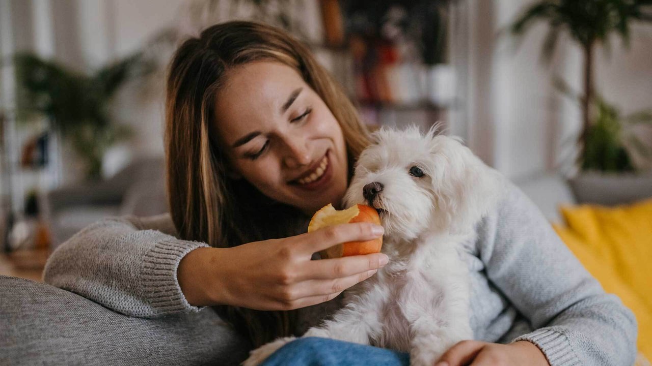 Danach wird oft gefragt: Dürfen Hunde Äpfel fressen?