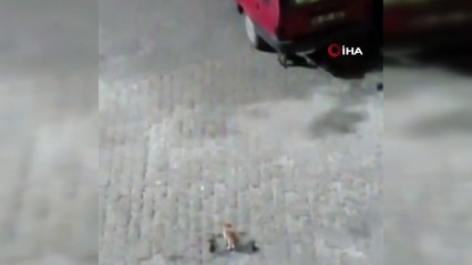 Böylesi zor görülür! Kedi ile sansarın sokak ortasındaki boğuşması kamerada